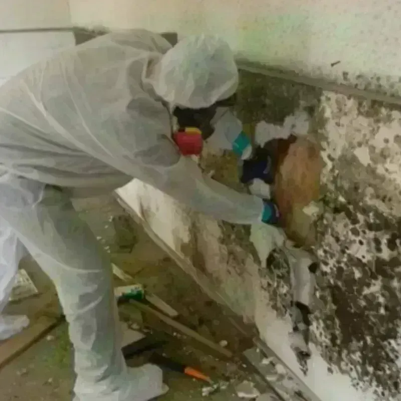 Mold Remediation and Removal in McIntosh County, GA